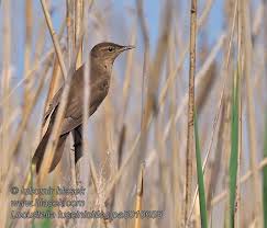 Image result for Locustella luscinioides