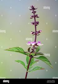 Attēlu rezultāti vaicājumam “Ocimum basilicum flower”