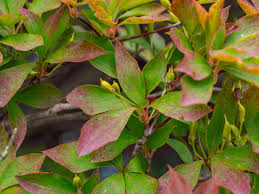 Attēlu rezultāti vaicājumam “Enkianthus chinensis leaf”