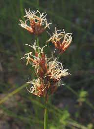 Attēlu rezultāti vaicājumam “Cladium mariscus flower”