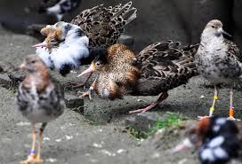 Attēlu rezultāti vaicājumam “Philomachus pugnax”