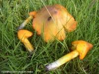 Attēlu rezultāti vaicājumam “Hygrocybe pseudoconica”