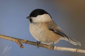 Attēlu rezultāti vaicājumam “Poecile montanus”