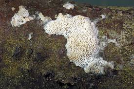 Attēlu rezultāti vaicājumam “Ceriporia”