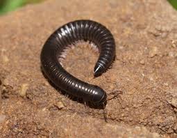 Attēlu rezultāti vaicājumam “Ommatoiulus vilnensis”