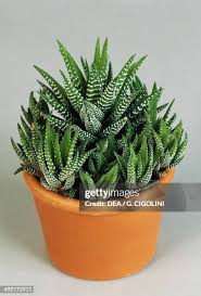 Attēlu rezultāti vaicājumam “Xanthorrhoeaceae”