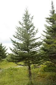 Attēlu rezultāti vaicājumam “Abies balsamea”