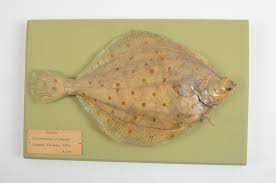 Image result for Pleuronectes platessa