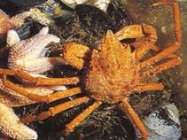 Image result for Hyas coarctatus