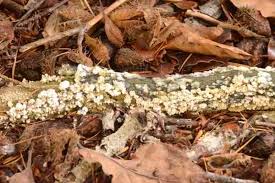 Attēlu rezultāti vaicājumam “Hyphodontia barba-jovis”