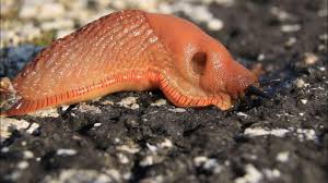 Attēlu rezultāti vaicājumam “Arion lusitanicus adult”