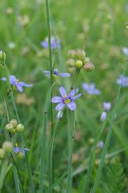 Attēlu rezultāti vaicājumam “Sisyrinchium montanum”
