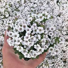 Attēlu rezultāti vaicājumam “Gypsophila fastigiata bud”