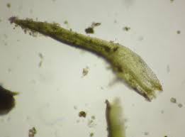 Attēlu rezultāti vaicājumam “Weissia brachycarpa”