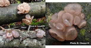 Attēlu rezultāti vaicājumam “Neobulgaria pura”