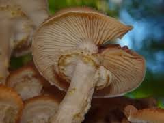 Attēlu rezultāti vaicājumam “Pholiota squarrosa”