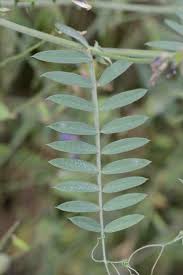 Attēlu rezultāti vaicājumam “Vicia cracca fruit”