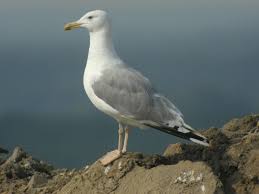 Image result for Larus cachinnans