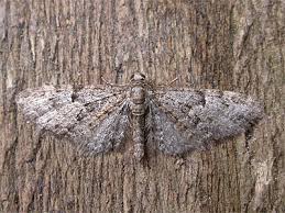 Attēlu rezultāti vaicājumam “Eupithecia pusillata”