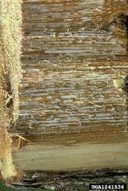 Attēlu rezultāti vaicājumam “Phellinus pini”