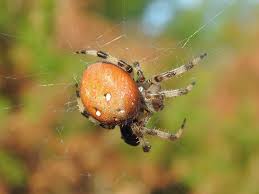 Attēlu rezultāti vaicājumam “Araneus quadratus female”