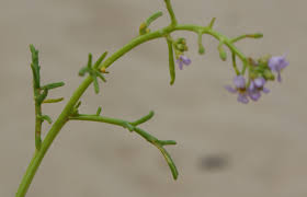 Attēlu rezultāti vaicājumam “Cakile maritima subsp. baltica leaf”