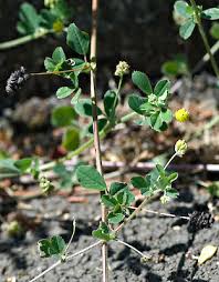 Attēlu rezultāti vaicājumam “Medicago lupulina bud”