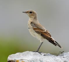 Attēlu rezultāti vaicājumam “Oenanthe oenanthe juvenile”