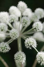 Attēlu rezultāti vaicājumam “Angelica sylvestris flower”
