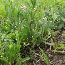 Attēlu rezultāti vaicājumam “Linum catharticum fruit”