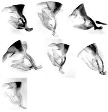 Attēlu rezultāti vaicājumam “Vacciniina optilete male”