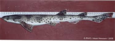Image result for Scyliorhinus canicula