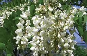 Attēlu rezultāti vaicājumam “Juglans mandshurica female flower”