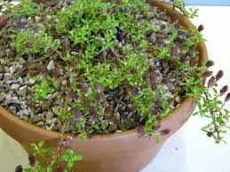 Attēlu rezultāti vaicājumam “Salix myrtilloides leaf”