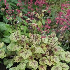 Image result for HEUCHERA americana 'Palace Purple Auslese'