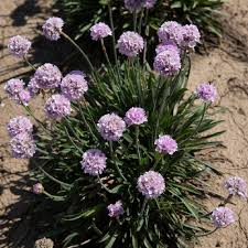 Attēlu rezultāti vaicājumam “Armeria vulgaris”
