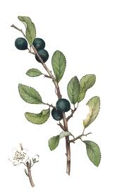 Attēlu rezultāti vaicājumam “Prunus spinosa”