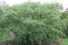 Attēlu rezultāti vaicājumam “Euonymus europaeus”