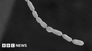 Attēlu rezultāti vaicājumam “Diderma testaceum macro”