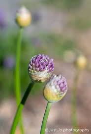 Attēlu rezultāti vaicājumam “Allium cepa bud”