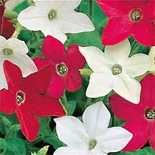 Image result for Nicotiana x sanderae