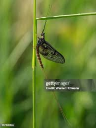 Attēlu rezultāti vaicājumam “Ephemera vulgata”