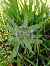 Attēlu rezultāti vaicājumam “Anchusa arvensis flower”