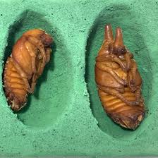 Attēlu rezultāti vaicājumam “Retinia resinella pupa”