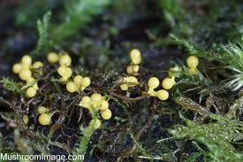 Attēlu rezultāti vaicājumam “Physarum sulphureum”