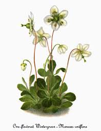 Attēlu rezultāti vaicājumam “Moneses uniflora”