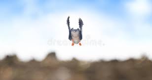 Attēlu rezultāti vaicājumam “Anser serrirostris”