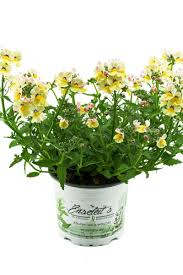 Image result for Elfenspiegel