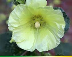 Image result for Alcea rosea `Appleblossom`
