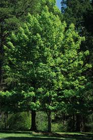 Attēlu rezultāti vaicājumam “Aesculus flava”